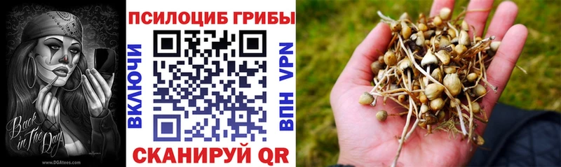 где можно купить   Сургут  Псилоцибиновые грибы Cubensis 